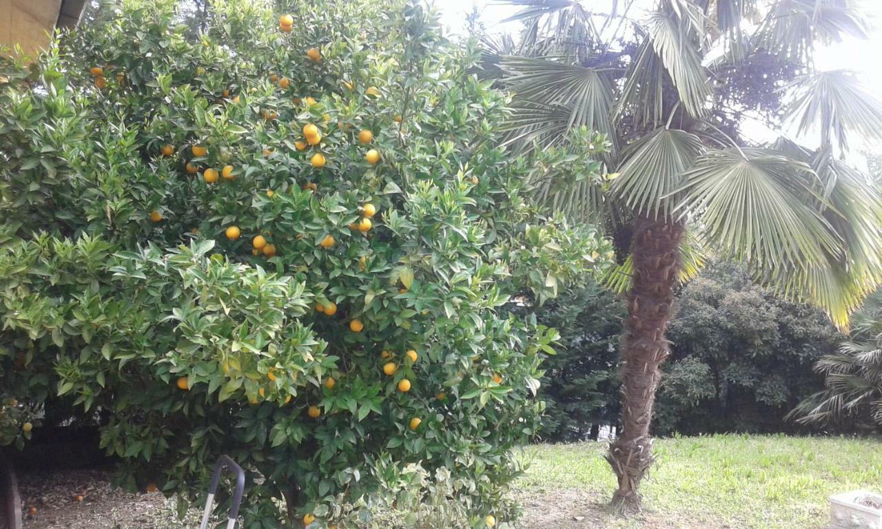 Le Palme Bed & Breakfast Chieti Dış mekan fotoğraf